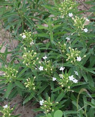 Clerodendrum ternatum image