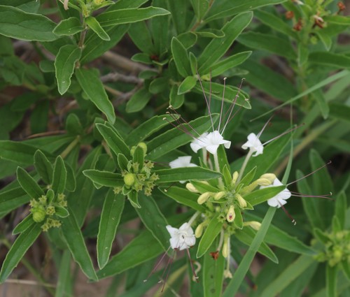 Clerodendrum ternatum image