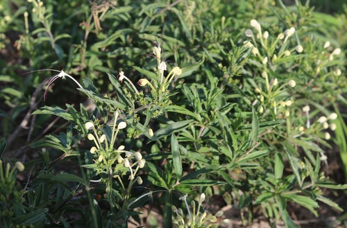 Clerodendrum ternatum image