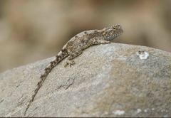 Agama anchietae