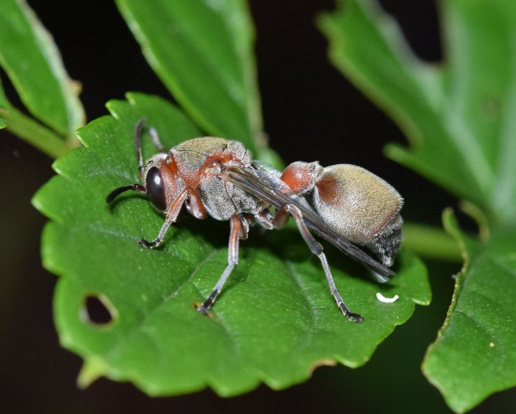 Ropalidia tomentosa