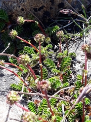 Acaena montana