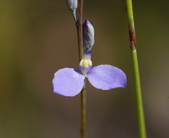 Comesperma defoliatum