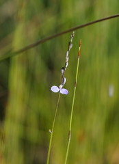 Comesperma defoliatum