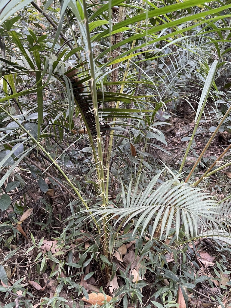 Calamus walkeri