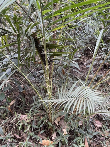 Calamus faberi