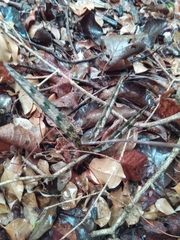 Eulophia spathulifera