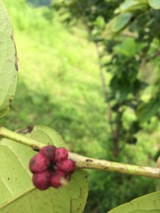 Glochidion zeylanicum