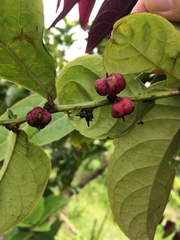 Glochidion zeylanicum