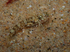 Bathygobius coalitus