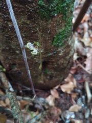 Eulophia spathulifera