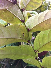 Glochidion zeylanicum