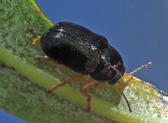 Cryptocephalus ocellatus