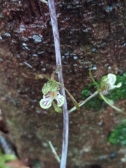 Eulophia spathulifera