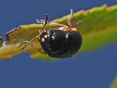 Cryptocephalus ocellatus