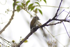 Picumnus innominatus