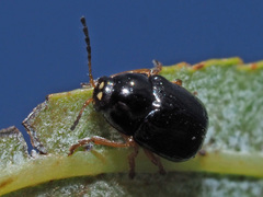 Cryptocephalus ocellatus