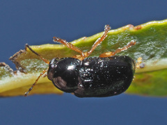 Cryptocephalus ocellatus