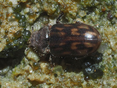 Heterocerus fusculus