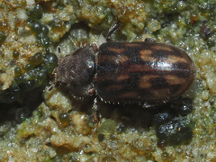 Heterocerus fusculus