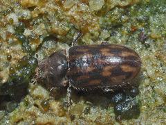 Heterocerus fusculus