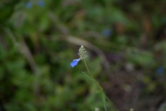 Salvia uliginosa