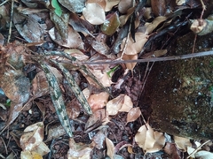 Eulophia spathulifera