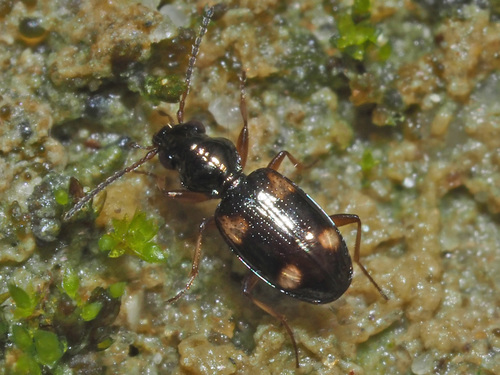 Garden Bembidion Beetle