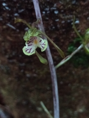 Eulophia spathulifera