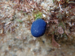 Eudistoma caeruleum