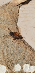 Apis mellifera