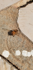 Apis mellifera