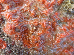 Hymeniacidon perlevis