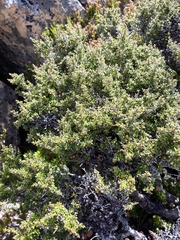 Coprosma nitida