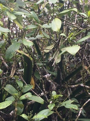 Zosterops borbonicus