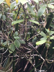 Zosterops borbonicus