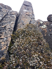 Archeria serpyllifolia