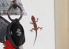 Tarentola parvicarinata