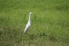 Bubulcus ibis