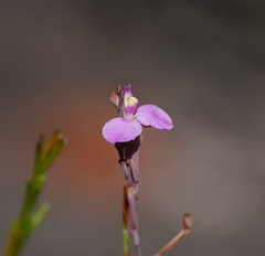Comesperma defoliatum
