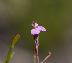 Comesperma defoliatum