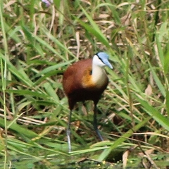 Actophilornis africanus