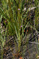 Comesperma defoliatum