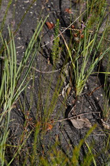 Comesperma defoliatum