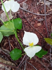 Dalechampia bernieri