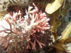 Dichotomaria tenera