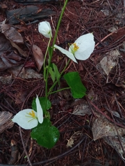 Dalechampia bernieri
