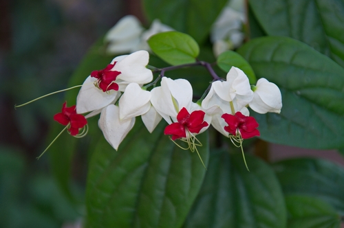 Clerodendrum thomsoniae