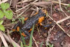 Melanophryniscus rubriventris