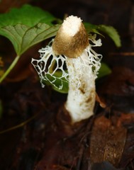 Phallus merulinus